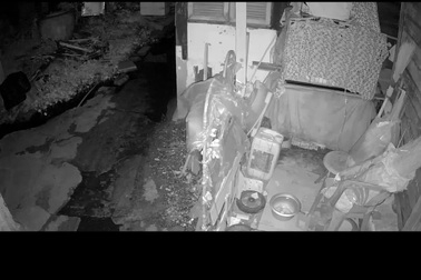 Người đàn ông liều mình vật lộn với trăn cỡ lớn để giải cứu mèo cưng