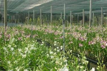 Sài Gòn cháy hàng hoa lan 