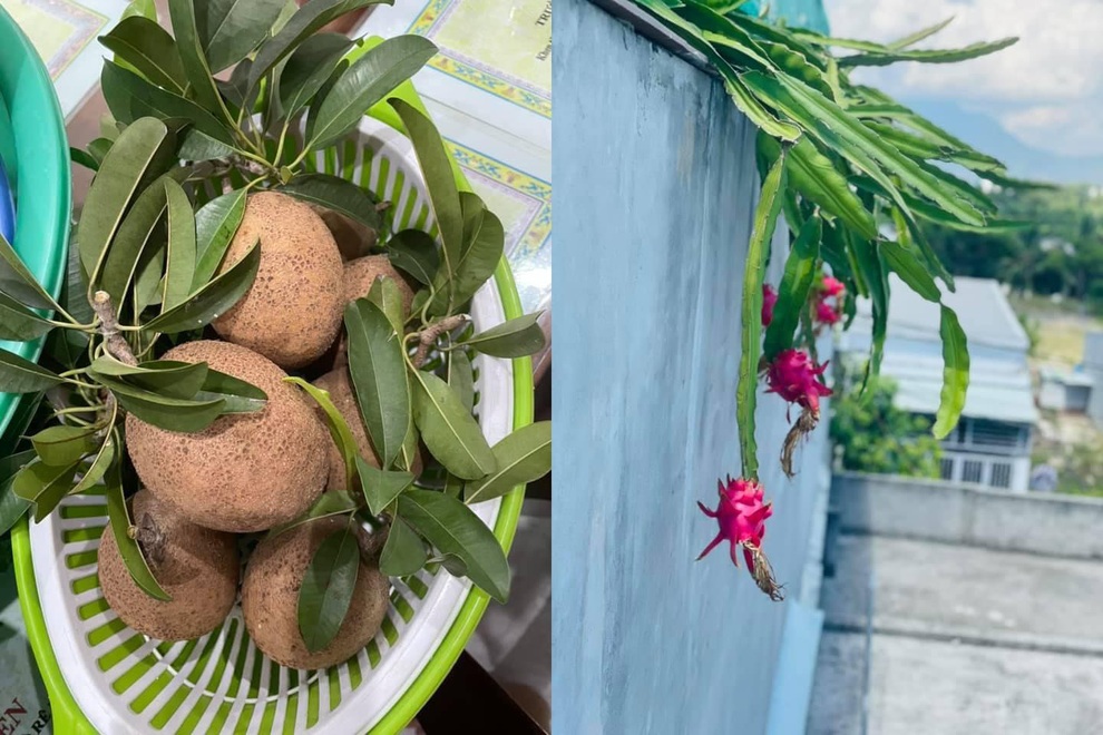 Mẹ đảm Đà Nẵng làm vườn sân thượng trồng rau, dưa, thu hoạch hơn 100kg/vụ - 5 Mẹ đảm Đà Nẵng làm vườn sân thượng trồng rau, dưa, thu hoạch hơn 100kg/vụ - 5