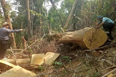 Thành lập Ban Chỉ đạo công tác bảo vệ rừng