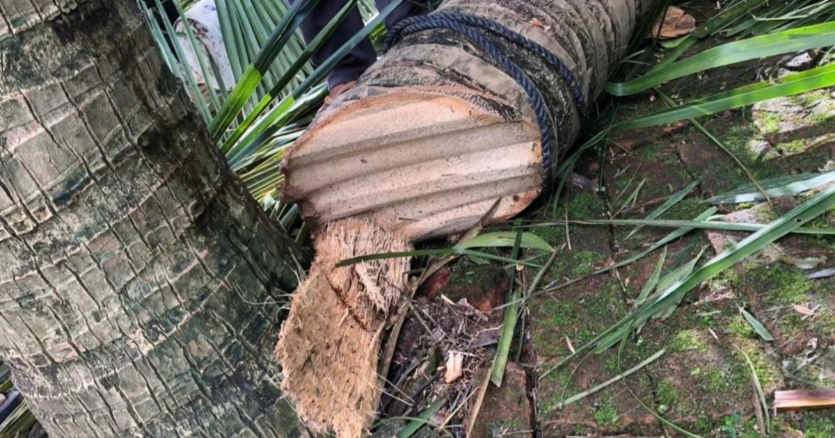 Chủ nhân clip hơn 6 triệu view "tôn bay cắt đứt lìa cây dừa" lên tiếng