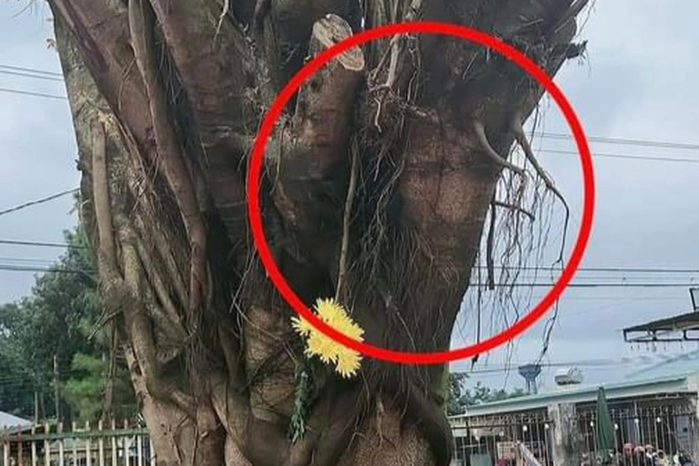 Người dân rủ nhau xem thân cây si có bóng giống khuôn mặt người ở Gia Lai - 2 Người dân rủ nhau xem thân cây si có bóng giống khuôn mặt người ở Gia Lai - 2