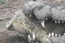 "Lạnh gáy" chứng kiến cá sấu ăn thịt, nuốt chửng đồng loại trong giây lát