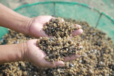 Đã tìm ra nguyên nhân khiến ốc hương chết hàng loạt ở Hà Tĩnh