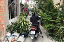 Cần xử lý nghiêm tình trạng để chậu hoa, cây cảnh chiếm lòng đường, vỉa hè