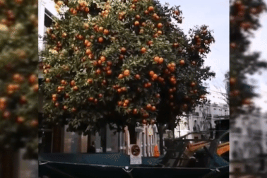 Ấn tượng với chiếc máy rung vài giây, cả cây cam rụng sạch