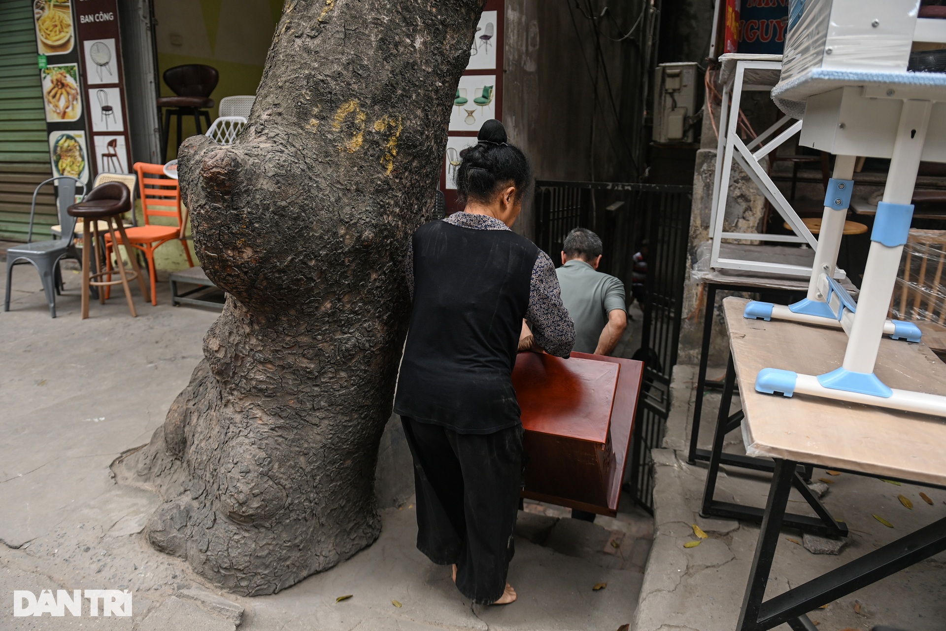 Sắp chặt hạ, dịch chuyển hàng cây cổ thụ trên đường đắt nhất hành tinh - 11 Sắp chặt hạ, dịch chuyển hàng cây cổ thụ trên đường đắt nhất hành tinh - 11