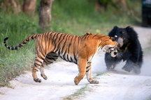 Gấu và hổ Siberia chạm trán ở Ấn Độ