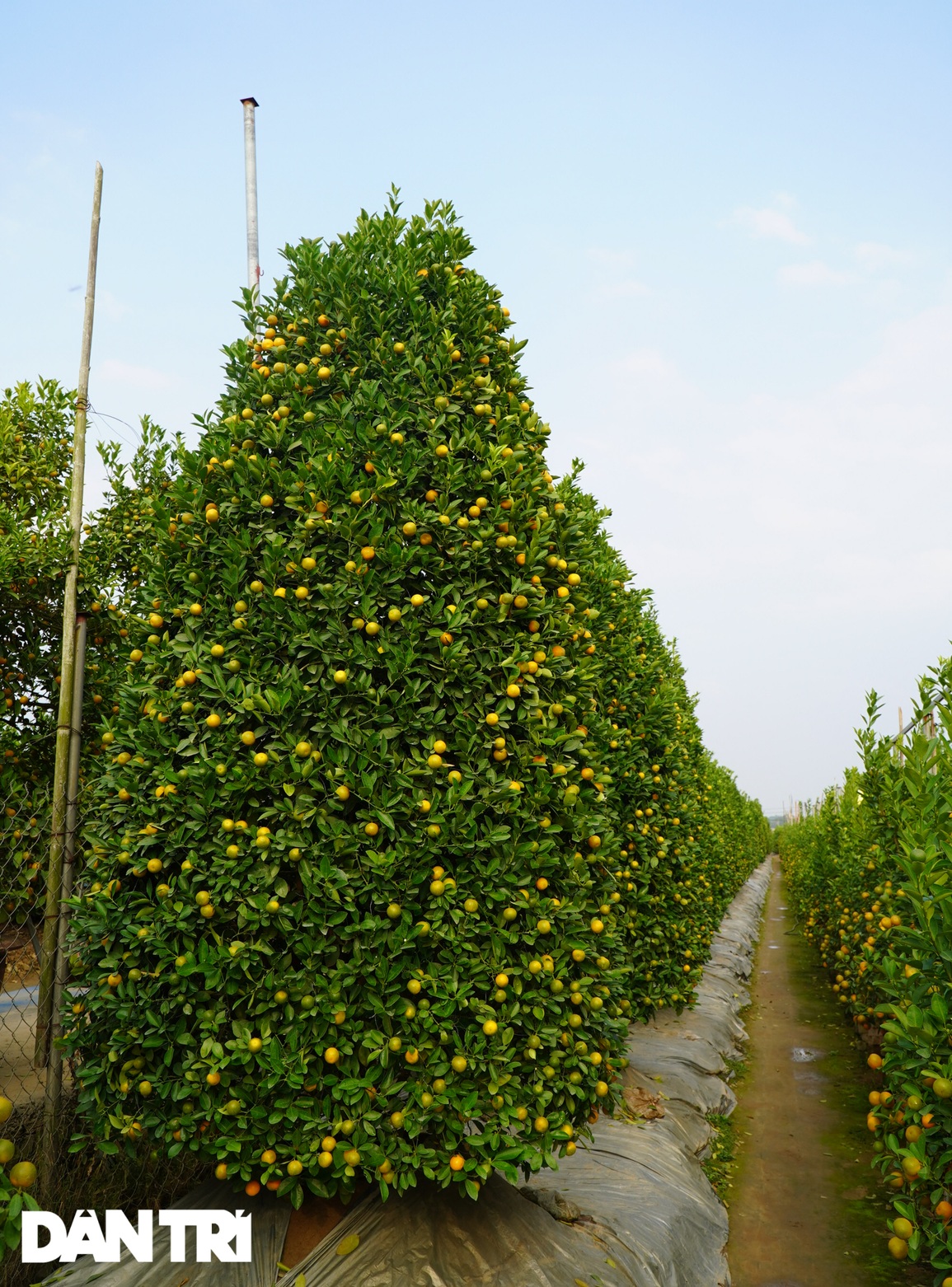 Bỏ chục triệu đồng trả công chăm quất, người Tứ Liên như ngồi trên lửa - 12 Bỏ chục triệu đồng trả công chăm quất, người Tứ Liên như ngồi trên lửa - 12
