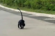 Xuất hiện đàn voọc gáy trắng tấn công nhiều người dân