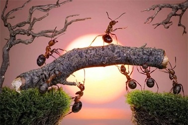 Văn hóa cho đi: Chuyện con kiến hy sinh vì đàn