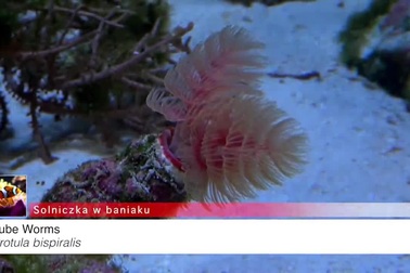 Loài giun có hình giống cây thông Noel