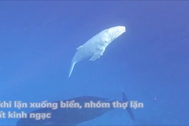 Thợ lặn phát hiện cá voi lưng gù con bạch tạng cực quý hiếm