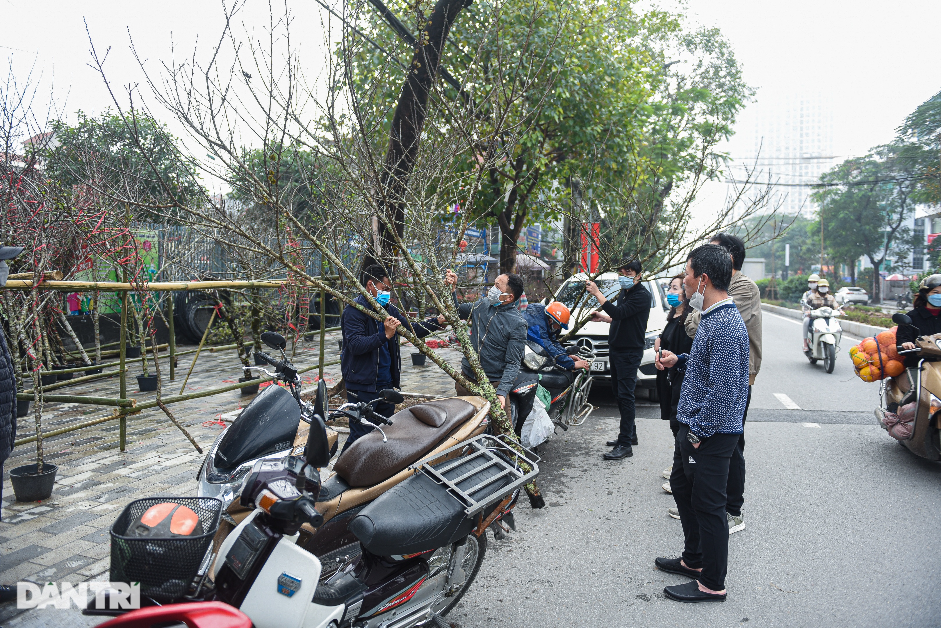 Chuyện chàng trai người Mông vượt 200 km mang đào xuống Thủ đô bán Tết - 9 Chuyện chàng trai người Mông vượt 200 km mang đào xuống Thủ đô bán Tết - 9