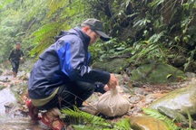 Thả 12 cá thể tê tê quý hiếm về tự nhiên