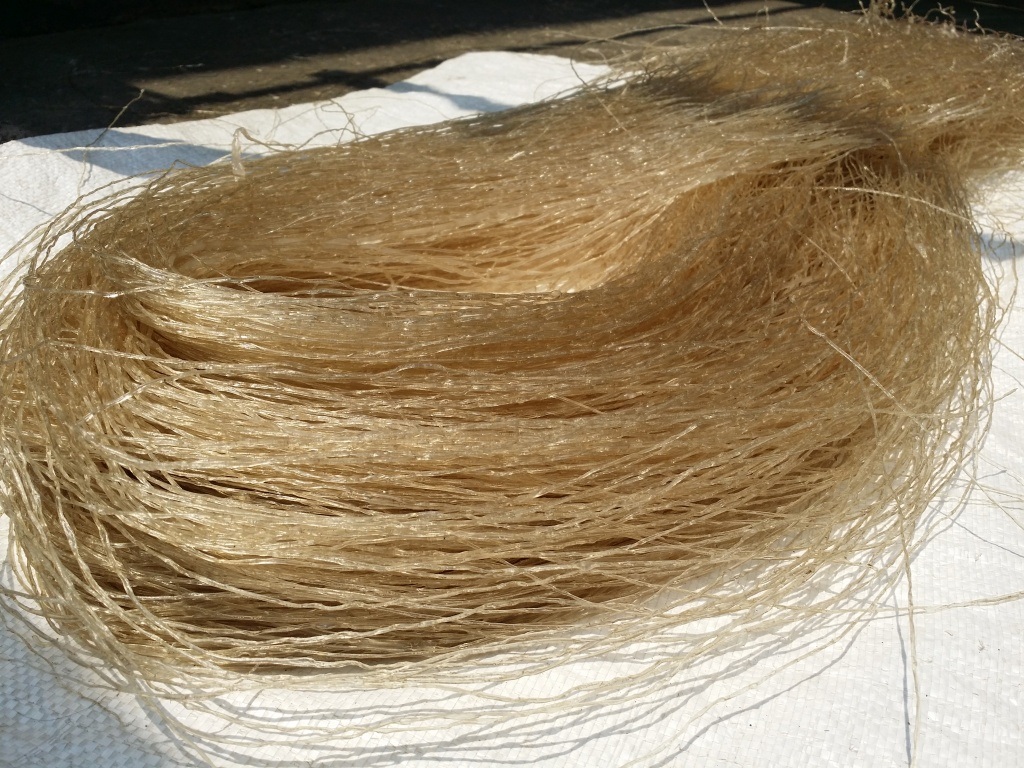 Tìm hiểu về cây dong riềng, nguyên liệu làm nên đặc sản trứ danh - 2 Tìm hiểu về cây dong riềng, nguyên liệu làm nên đặc sản trứ danh - 2