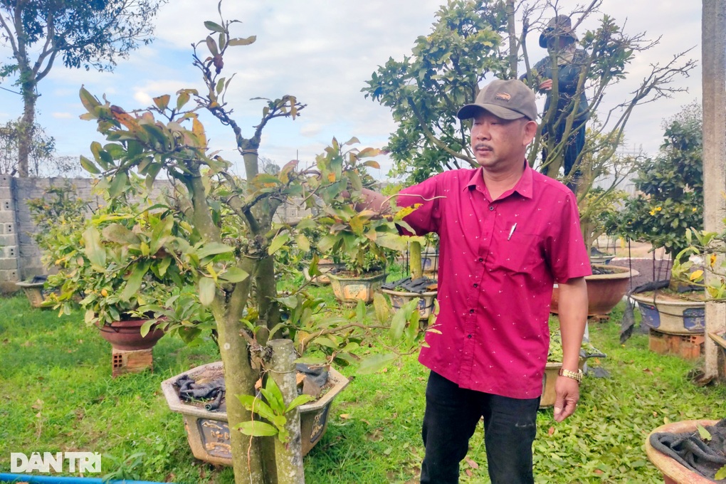 Nhà vườn phố núi thấp thỏm vì mai nở sớm, cháy lá trước Tết - 3 Nhà vườn phố núi thấp thỏm vì mai nở sớm, cháy lá trước Tết - 3