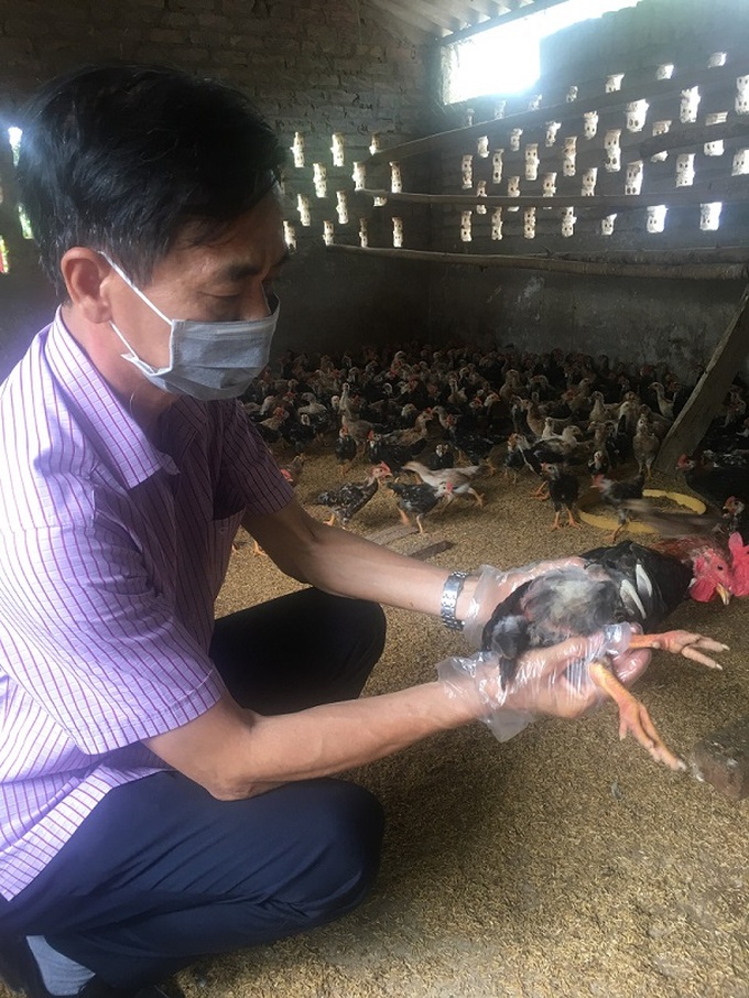 Hà Nội cảnh giác với cúm A/H5N8 từ gia cầm có thể lây sang người - Ảnh 1.