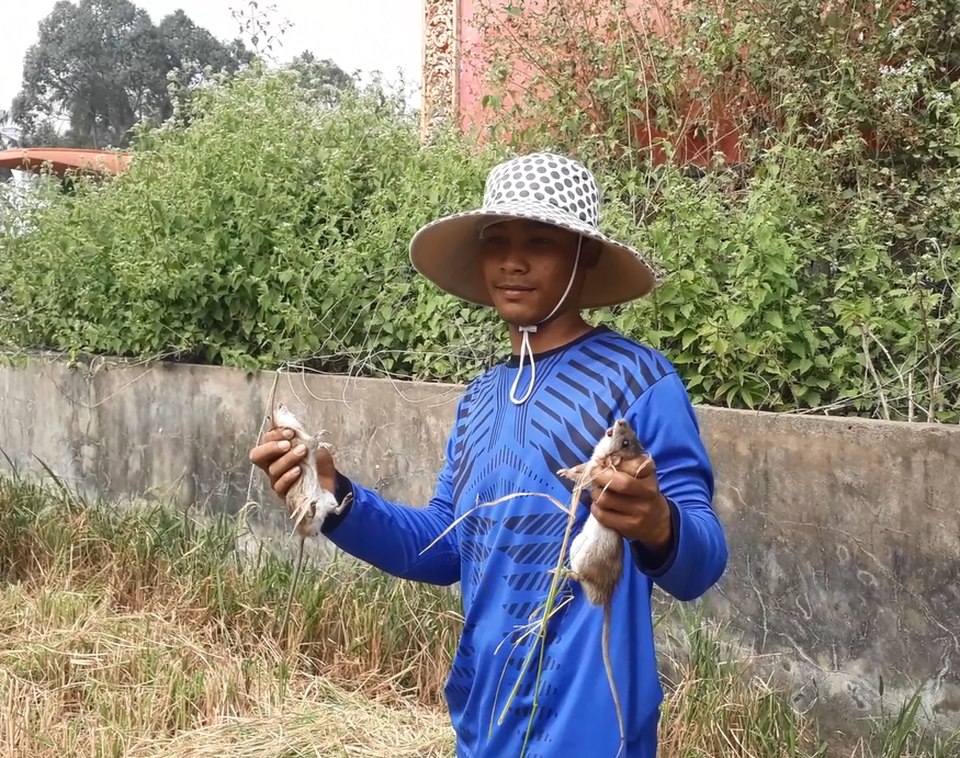 Cà Mau: Nhộn nhịp cảnh bắt chuột đồng trước thềm năm ông Tý - 8 Cà Mau: Nhộn nhịp cảnh bắt chuột đồng trước thềm năm ông Tý - 8