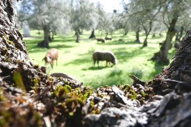 Thịt xông khói giá 104 triệu đồng/đùi có gì đặc biệt?