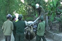 Quảng Nam: Lợn tai xanh hoành hành phức tạp