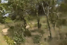 Khoảnh khắc voi điên tấn công xe chở du khách khiến một người thiệt mạng