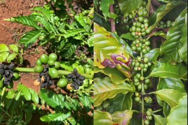 Quản lý bệnh khô cành khô quả của cây cà phê mùa mưa