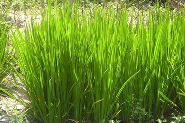 Dừng cấp đăng kí mới loại thuốc ho bổ phế có chất gây ung thư