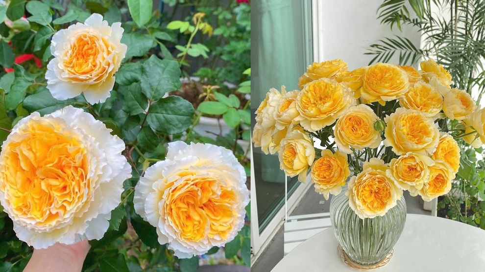 Mẹ đảm Nghệ An tiết lộ chiêu chăm vườn hồng ban công ngát hương - 12 Mẹ đảm Nghệ An tiết lộ chiêu chăm vườn hồng ban công ngát hương - 12