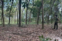 Thi thể người đàn ông đang phân hủy trong tư thế treo cổ