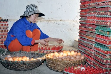 Hết sốt giá đến "khủng hoảng" thừa trứng gà