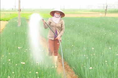 Tết cận kề, rau xanh "rớt" giá, nông dân lo lắng