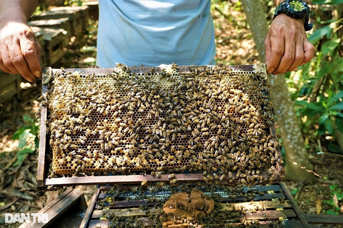 Kiếm bộn tiền từ... tình yêu với loài vo ve - 9 Kiếm bộn tiền từ... tình yêu với loài vo ve - 9