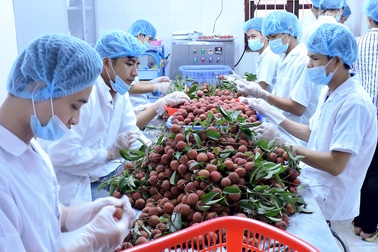 Giá trị xuất khẩu rau quả tiếp tục "vượt mặt" lúa gạo, dầu thô