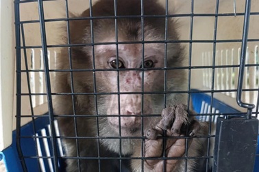 Người dân giao nộp khỉ mốc quý hiếm cho Vườn quốc gia Pù Mát