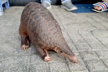 TPHCM: Đang tập thể dục, 2 kỹ sư gặp con tê tê quý hiếm bên đường