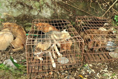 Bắt giữ nhóm con nghiện trộm chó khắp tỉnh Nghệ An