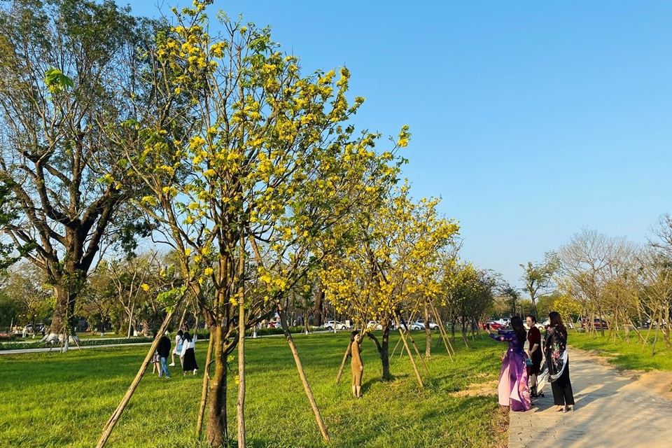 Thừa Thiên Huế vận động người dân trồng mai vàng trước ngõ - 1 Thừa Thiên Huế vận động người dân trồng mai vàng trước ngõ - 1