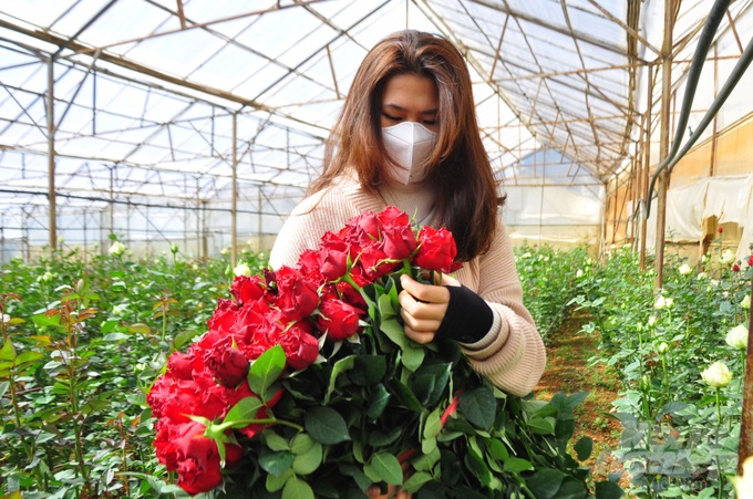 Hoa hồng Đà Lạt tiêu thụ mạnh, giá cao dịp Quốc tế Phụ nữ - Ảnh 11. Hoa hồng Đà Lạt tiêu thụ mạnh, giá cao dịp Quốc tế Phụ nữ - Ảnh 11.