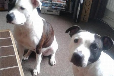 Thảm khốc bé sơ sinh qua đời vì bị chó nhà tấn công