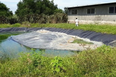 Thầy trò bức xúc vì trại lợn gây ô nhiễm kéo dài