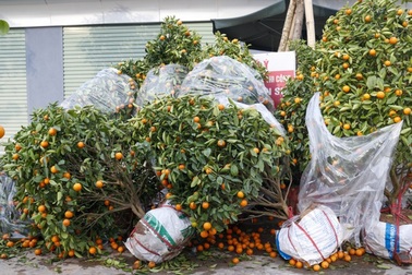 Suy ngẫm về buồn vui mùa hoa Tết