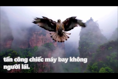 Khoảnh khắc chim cắt hạ gục máy bay không người lái trên bầu trời