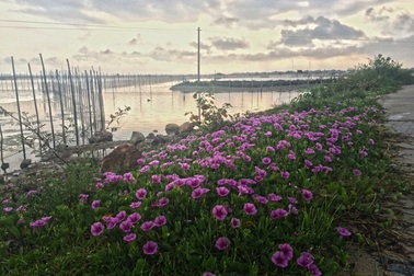 Phá Tam Giang: Nơi đây bình minh yên tĩnh