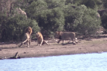 Cận cảnh màn cắn xé "đẫm máu" của sư tử đực để bảo vệ lãnh thổ