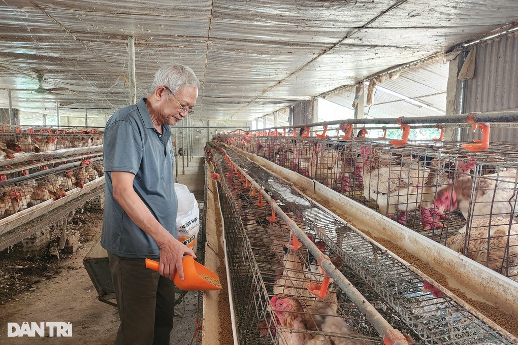 Nuôi gà chân voi, cụ ông đều đặn đếm tiền tỷ - 3 Nuôi gà chân voi, cụ ông đều đặn đếm tiền tỷ - 3