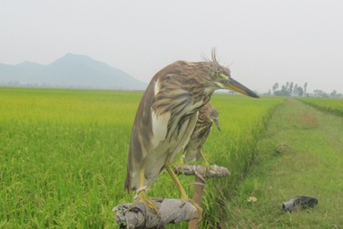 Tận diệt chim trời - lợi trước mắt, hại lâu dài