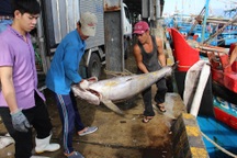 Cá ngừ đại dương bất ngờ tăng giá mạnh vào đầu năm 2017