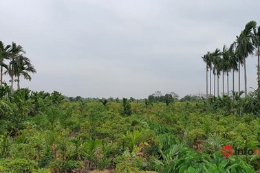 "Nhân sâm" quý hơn vàng thất sủng, rẻ như... rau muống