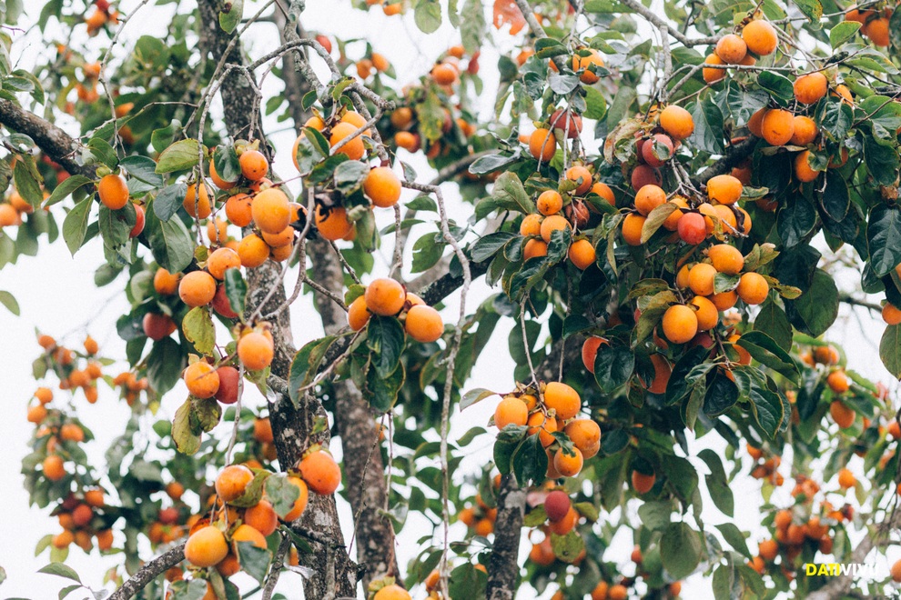 Mê mẩn khoảnh khắc Hà Nội, Sa Pa, Hội An... vào thu - 11